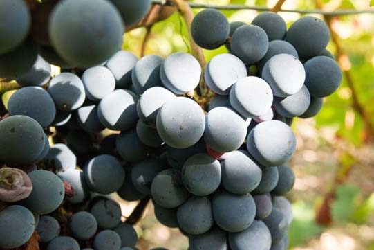 Grappe de Pineau d'Aunis © Laurence Mary